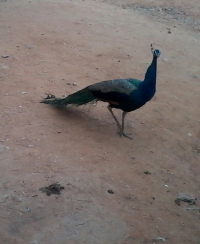 kaapu — adapala venkateswara